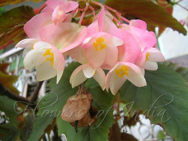 Hardy Begonia
